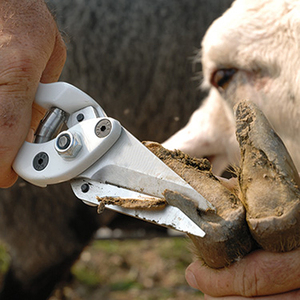 Sheep Foot Rot shear Goat Rot Shears Hoof Cutters Trimmer <b>Veterinary</b> <b>Instruments</b> - Product Image 6