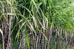 ¡La mejor calidad de caña de azúcar Stick/caña de azúcar a apriete agua de Viet Nam(Ms! Lee: + 84987731263) - Product Image 6