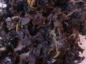 Alga Marina Seca de Sargassum al por Mayor a Precio Económico - Ámbar +84383004939 - Product Image 2