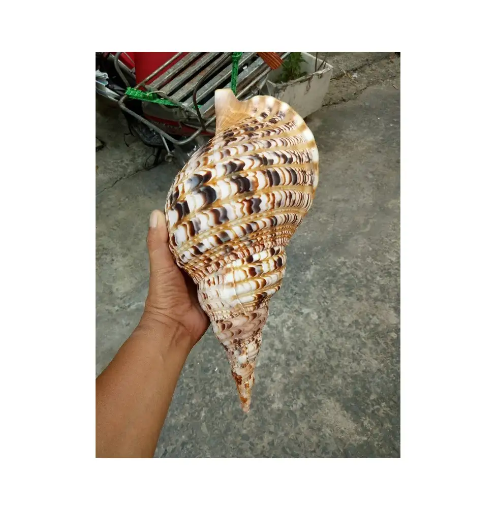 ベトナムのホットセールコンチシェルローズMUREXシェル貝殻ナチュラル貝殻