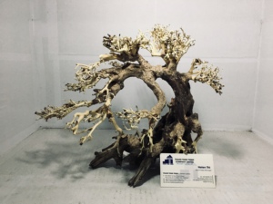 สินค้าใหม่ ไม้ลอยน้ำ บอนไซไม้ลอยน้ำจากเวียดนาม สำหรับผู้ค้าส่ง - Product Image 5