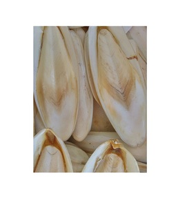 Os de seiche de haute qualité Os de seiche 100% naturel Os de seiche séché du Vietnam Prix bas - Product Image 1