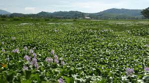 Eichhornia Crassipes - Jacinthe d'eau, matière première du Vietnam - Product Image 3