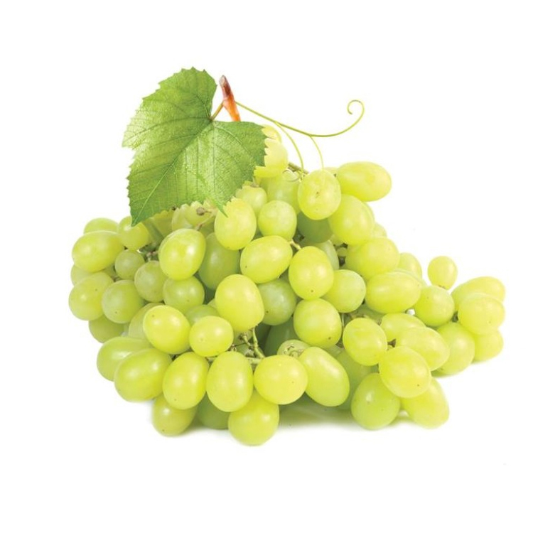 Bulk Packaged Fresh Quality Grapes at Lowest Price