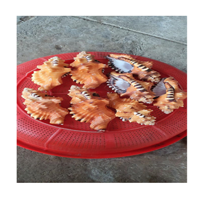 Conque de cheval trapèze, coquillage vert foncé - Product Image 6