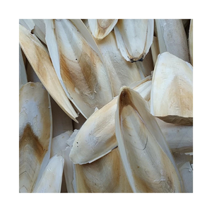 Arêtes de seiche minéral, os pour vos oiseaux et reptiles, riche en minéraux et en Calcium - Product Image 1