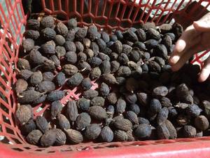 Amomum Tsao-ko - Cardamomo Negro Seco/ Especia Especial de Vietnam - Product Image 4