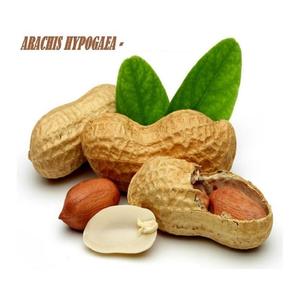 Huile de support d'huile d'arachis (arachide) - Product Image 2