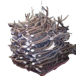 กวางเขากวางสีแดงเกรดสูง - Product Image 3