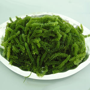 องุ่นทะเลอบแห้งคาเวียร์สีเขียว Umibudo Lato Caulerpa Lentillifera Umibudou จากเวียดนาม - Product Image 5