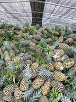Verse Ananas Vietnam (Tien Giang)-10kg 20cm formaat Concurrerende Prijs Standaard Kwaliteit Sunrise Merk 2 Jaar Houdbaarheid -Whatsapp