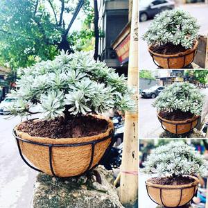 ORGANIC NATURAL COCONUT FIBER GROW <b>MAT</b>/ COCO <b>COIR</b> / Tracy - Product Image 5