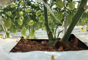 Bolsas especiales de cultivo de tomate para granja mexicana, alta calidad - Product Image 2