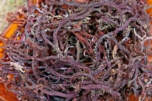 Seamoss สีม่วงธรรมชาติ100%,Eucheuma Cottoni สาหร่ายสีม่วงจากเวียดนาม