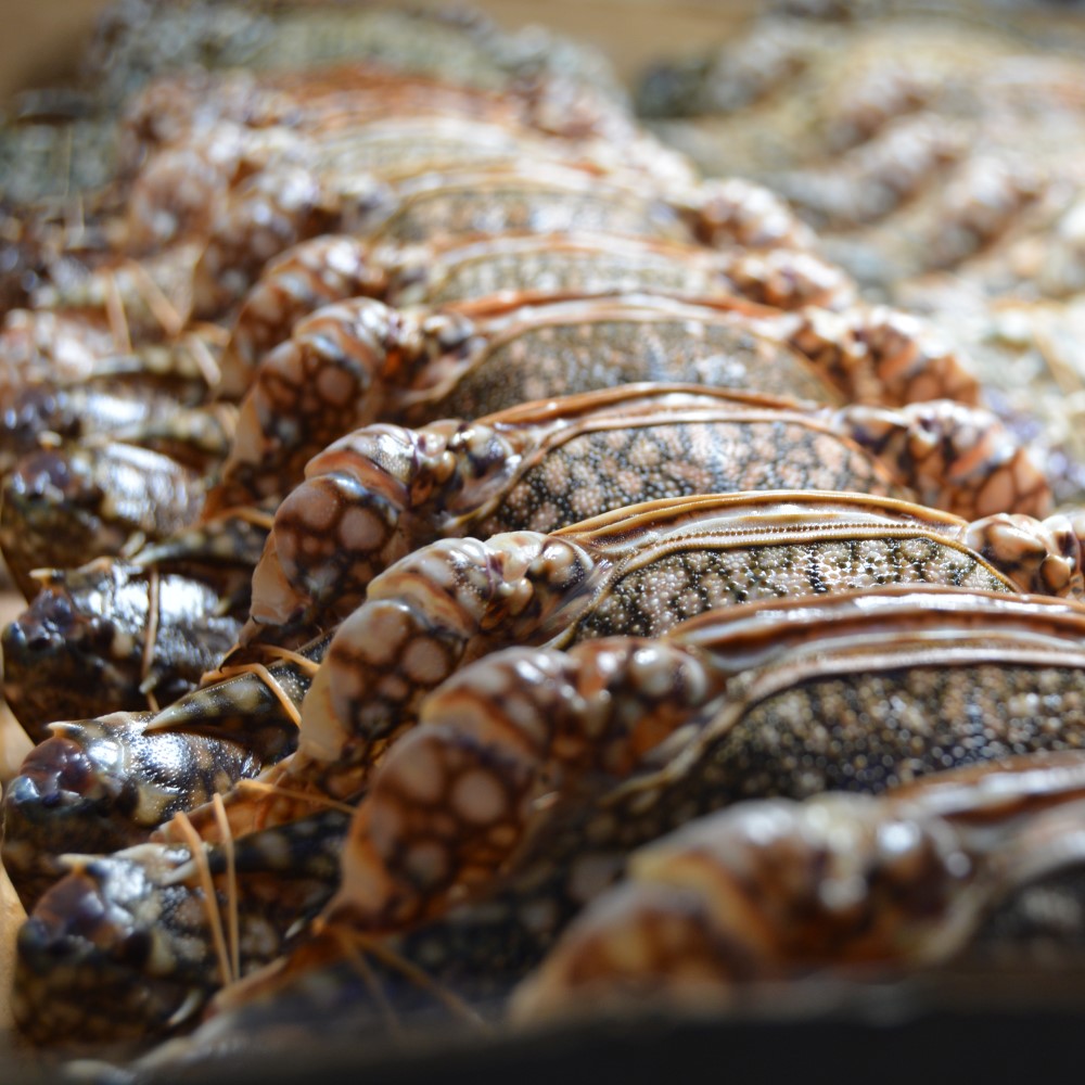 Лучшая оптовая продажа MiCAN, хорошая цена, морепродукты, свежий замороженный синий цветок, краб из Дании