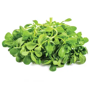 Verdolaga Hecha en Turquía - Product Image 1