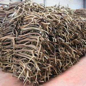 กวางเขากวางสีแดงเกรดสูง - Product Image 4