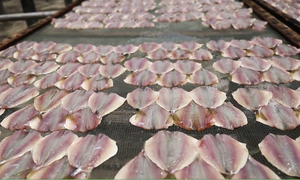 Emballage de boîte de poisson de haute qualité Sundaried vietnamien à rayures jaunes Trevally Snacks de fruits de mer Prix compétitif Contacter 84 - Product Image 6