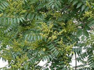 Graines d'ariha Sapindus Mokoross pour le semis il peut avoir des propriétés De bronzage il peut avoir une activité antifongique - Product Image 4