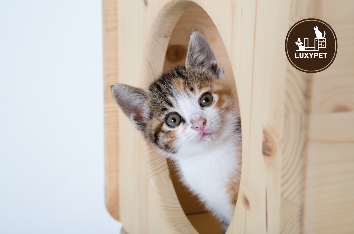 Кошачье дерево-ханасан