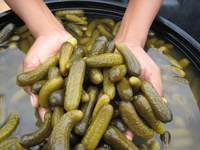 Pepinillos en cubos de plástico, verduras conservadas en salmuera