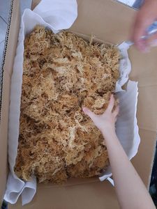 Musgo Irlandés de Alta Calidad / Musgo Marino Blanco / Kappaphycus Alvarezii para Alimentos Veganos Orgánicos de Vietnam - Product Image 2