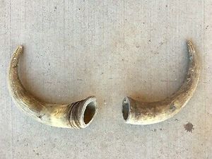 <b>Buffalo</b> <b>Horn</b> for Pair <b>Horn</b> Factory India Handicraft Piece and Best Quality Polished for Hot Product - Product Image 6