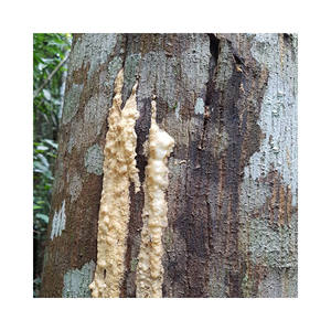 น้ำมันหอมระเหยเบนโซอิน/Siam Benzoin Styrax tonkenensis คุณภาพสูง /ms Laura - Product Image 5