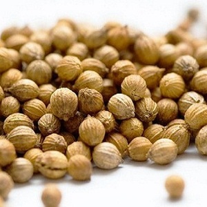best quality coriander seeds india
