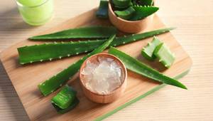 Feuille d'Aloe Vera-Aloe barbadensis laisse il contient des plantes saines - Product Image 3