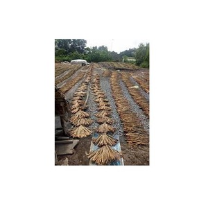 Distributeur de vinaigre d'eau séchée, grande quantité, matériel première pour la fabrication des paniers fabriqué au Vietnam, 99 données en or - Product Image 6