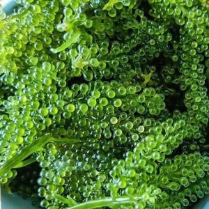 Uvas Lato/Latok/Algas Marinas de Vietnam para Exportación // Rachel: +84896436456 - Product Image 6