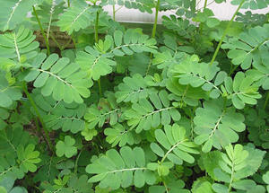 ผู้ผลิตจัดหา ฟิลแลนธัส นิรูรี ออร์แกนิก คุณภาพสูง บริสุทธิ์ ขายดี - Product Image 5