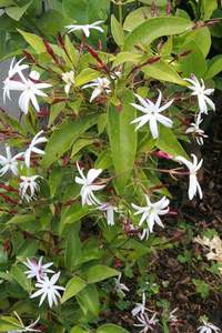 Anti-âge Jasmine Sambac Hydrosol Produit de qualité supérieure pour les soins de la peau - Product Image 5