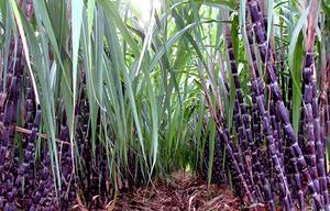 Caña de Azúcar Fresca de la Mejor Calidad / Caña de Azúcar para Exprimir Agua de Vietnam 99 Gold Data - Product Image 5