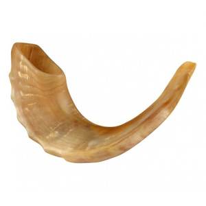 Shofar Kosher de Cuerno de Carnero Mediano, Pulido, de 13-14 Pulgadas, Precio de Fábrica, Artículo de Arte y Colección, Hecho en Israel - Product Image 5