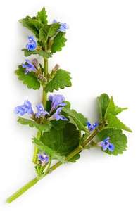 Aceite Esencial de Menta Orgánica |   100% Puro y Natural |   Destilado al vapor, certificado por GMP |   Proveedor Mayorista de la India - Product Image 2