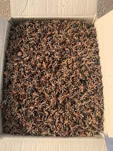 Vietnam anis étoilé séché épicé AD mélangé nouvelle récolte 2025 de l'usine Phalco à des prix bon marché - Product Image 6