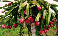 Dragon Fruit/Pitaya Beste Fruit Export Uit Vietnam// Sven + 84 966722357