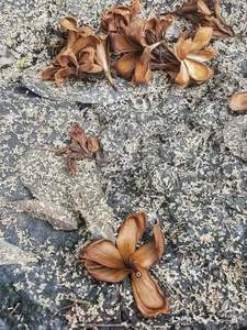 Meilleures ventes, prix bas pour fleur de porcelaine séchée naturelle - Product Image 2