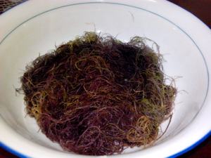 GRACILARIA VIETNAMITA FRESCA CON ALTA CALIDAD // Ámbar - Product Image 3