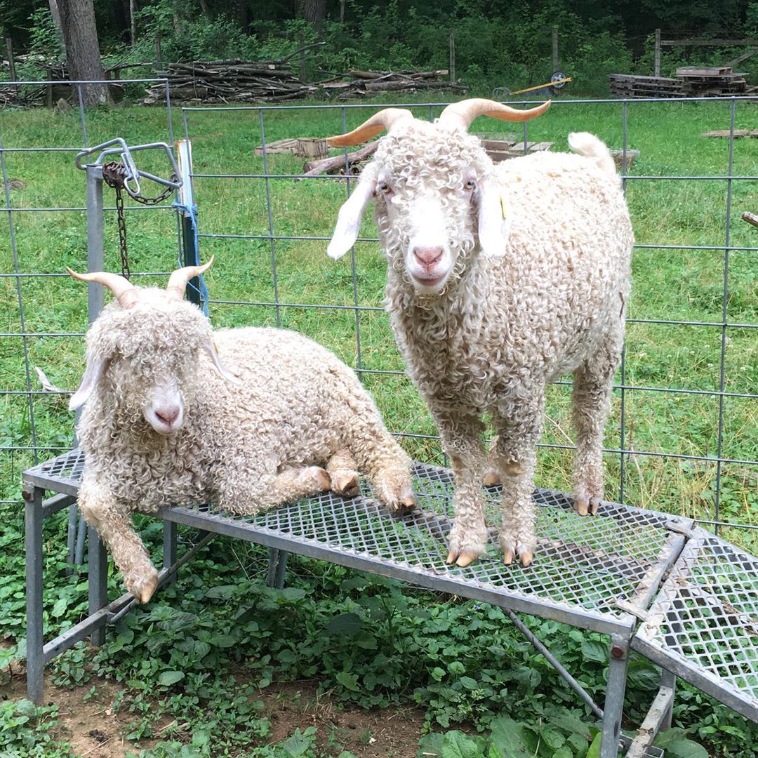 Доступные сорта здоровых пород живых ангорских коз