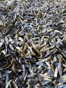 GOMA DE FRIJOL-Fructus secos Gleditschia - Product Image 3