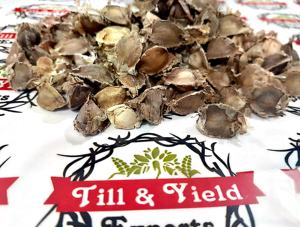 Moringa - Moringa Oleifera-Il hydrate notre peau, il a des propriétés curatives et équilibre les huiles - Product Image 6