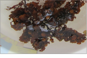 Algas secas Sargassum para alimentación y fertilizante, el mejor precio en 2021, ámbar + 84383004939 - Product Image 2