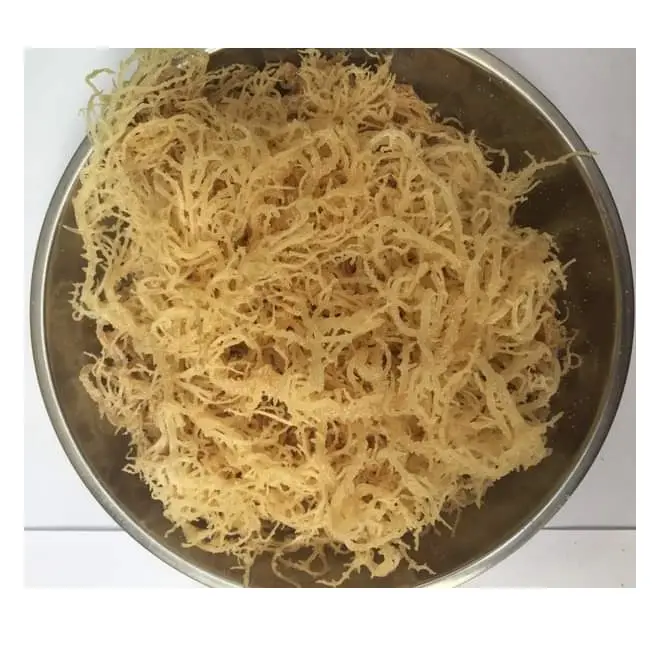 DRIED COTTONII SEAWEED - DRIED SEA MOSS WITH SALT ORGANIC GOOD PRICE FROM VIETNAM