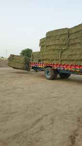 Heno de hierba verde de Rodas, calidad de grado A, importación profesional, Oman/UAE/Bahréin/catar - Product Image 4