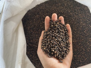 Pimienta negra seca al mejor precio, fábrica de Vietnam 580/570/550/500 GL AD, proceso de procesamiento crudo, Pimienta Phalco certificada HACCP/ISO - Product Image 2