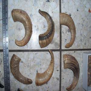 ฮอร์น RAM ดิบสำหรับการทำมีดจับ - Product Image 1