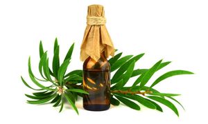Grado superior 10ML Pure Niaouli Aceite esencial Proveedores a granel para la fragancia Nature's Best - Product Image 4